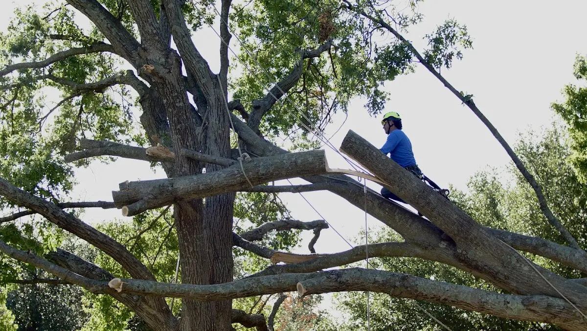 Professional Crown Thinning performed by certified arborists in Keokee