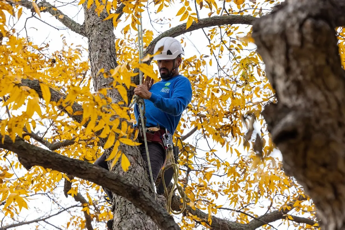 Skilled Tree Pruning crew working in Keokee